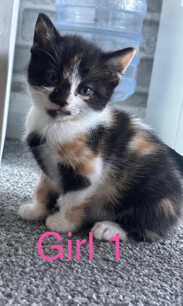 Kittens 2 girls left 🥰