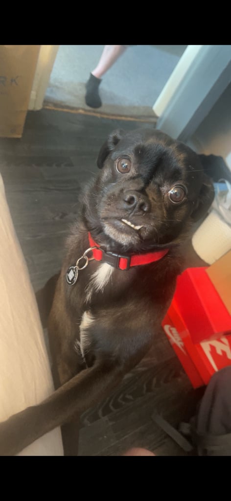 Small dog