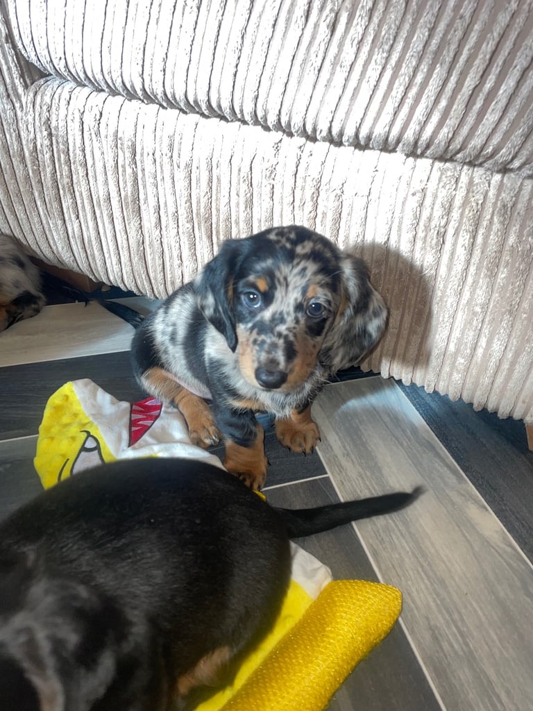 Long Haired Dachshund Puppies READY NOW!