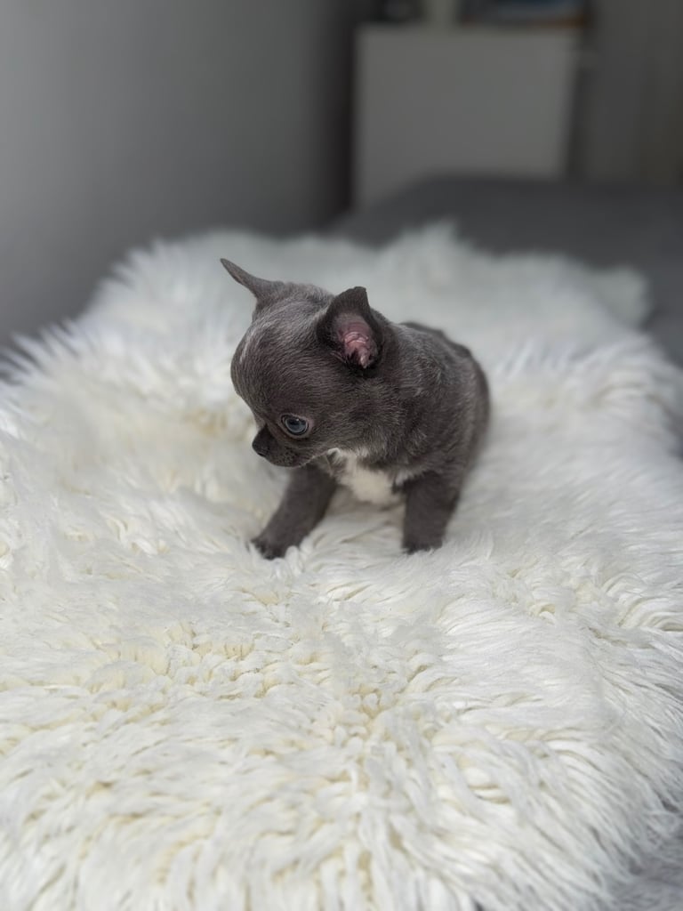 Blue chihuahua puppy ready now