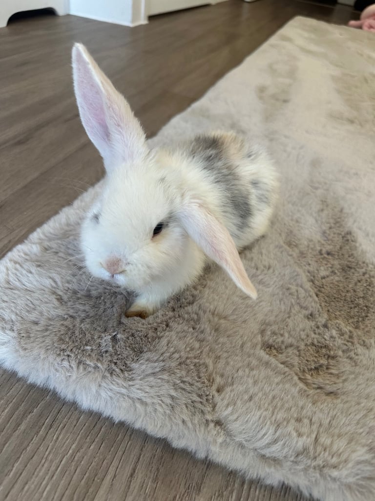 Beautiful rabbits for sale 