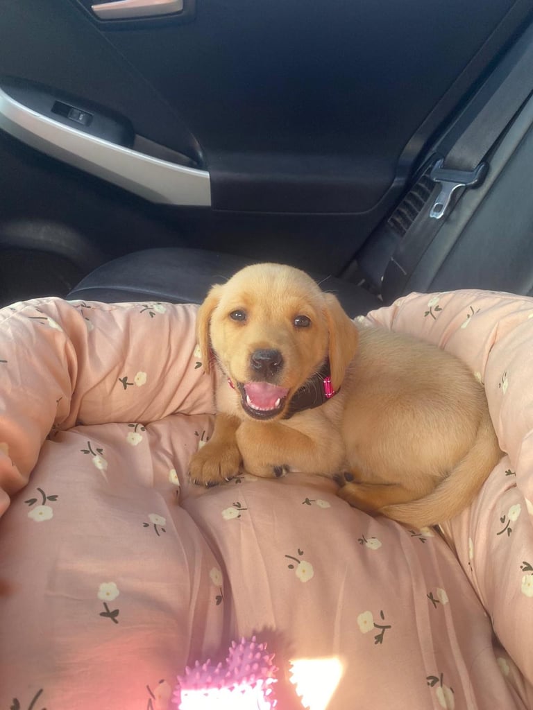 Loving Labrador for sale 