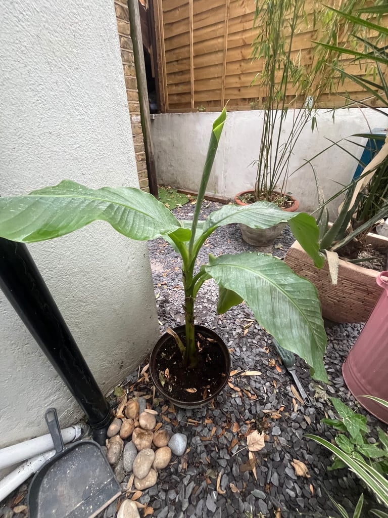 image for Baby banana tree 
