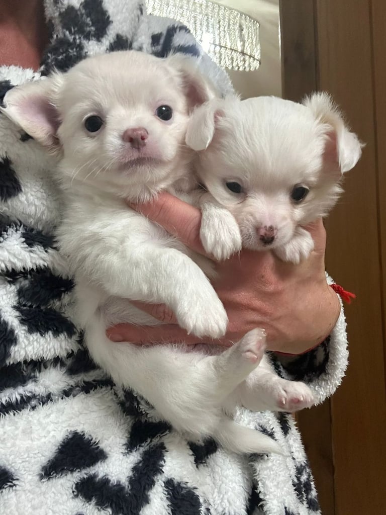 Chihuahua long hair puppies 