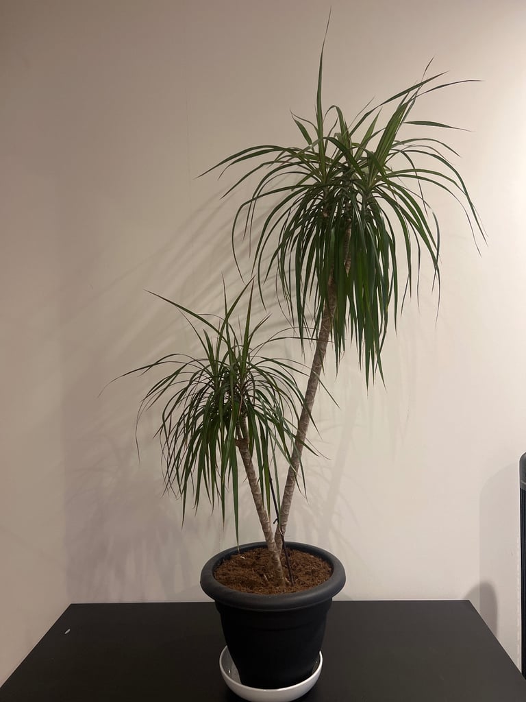 image for Very Tall Double Dragon Tree