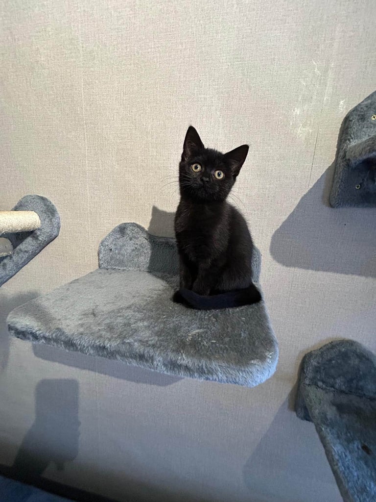 Kitten for sale