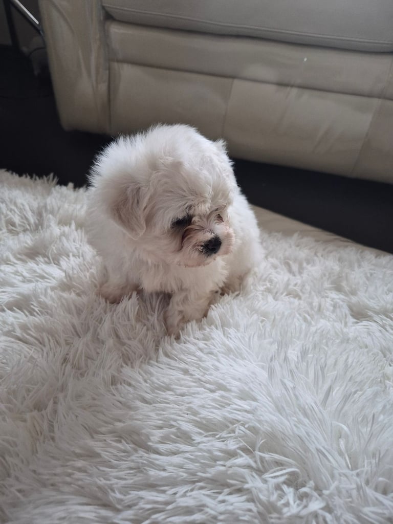  Bichon frise Crossed martens 