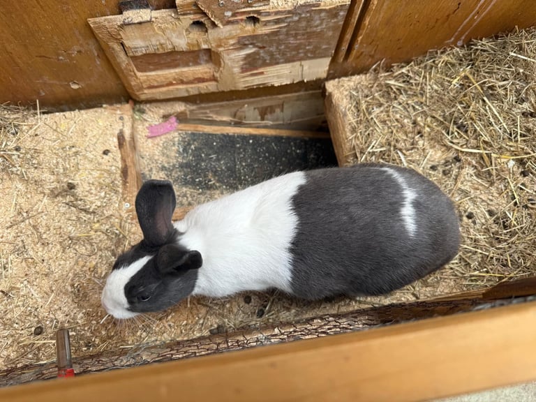 image for 2 male rabbits 7months old