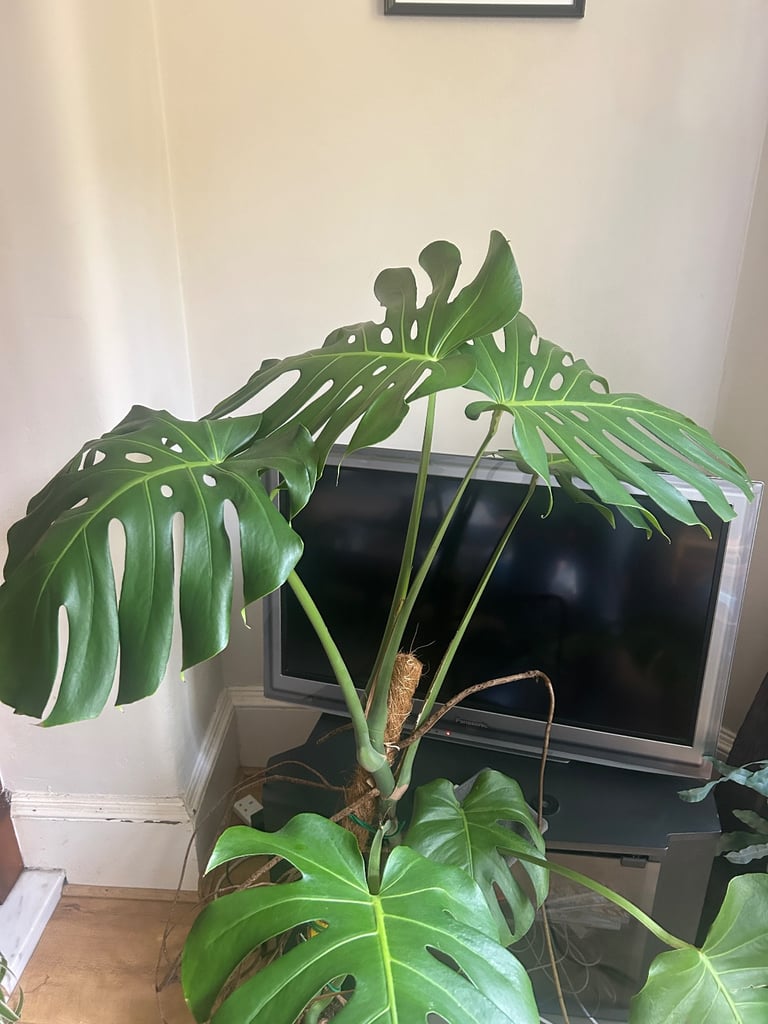Giant Monsterra plant