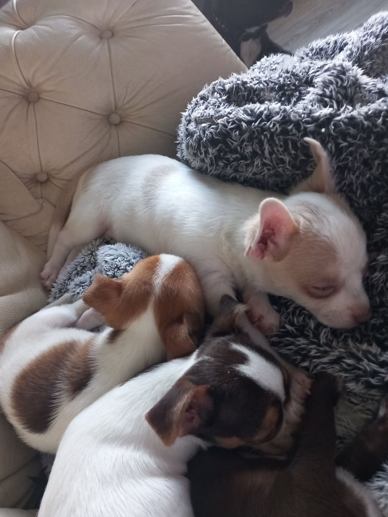 Beautiful chihuahua fur babies male and female