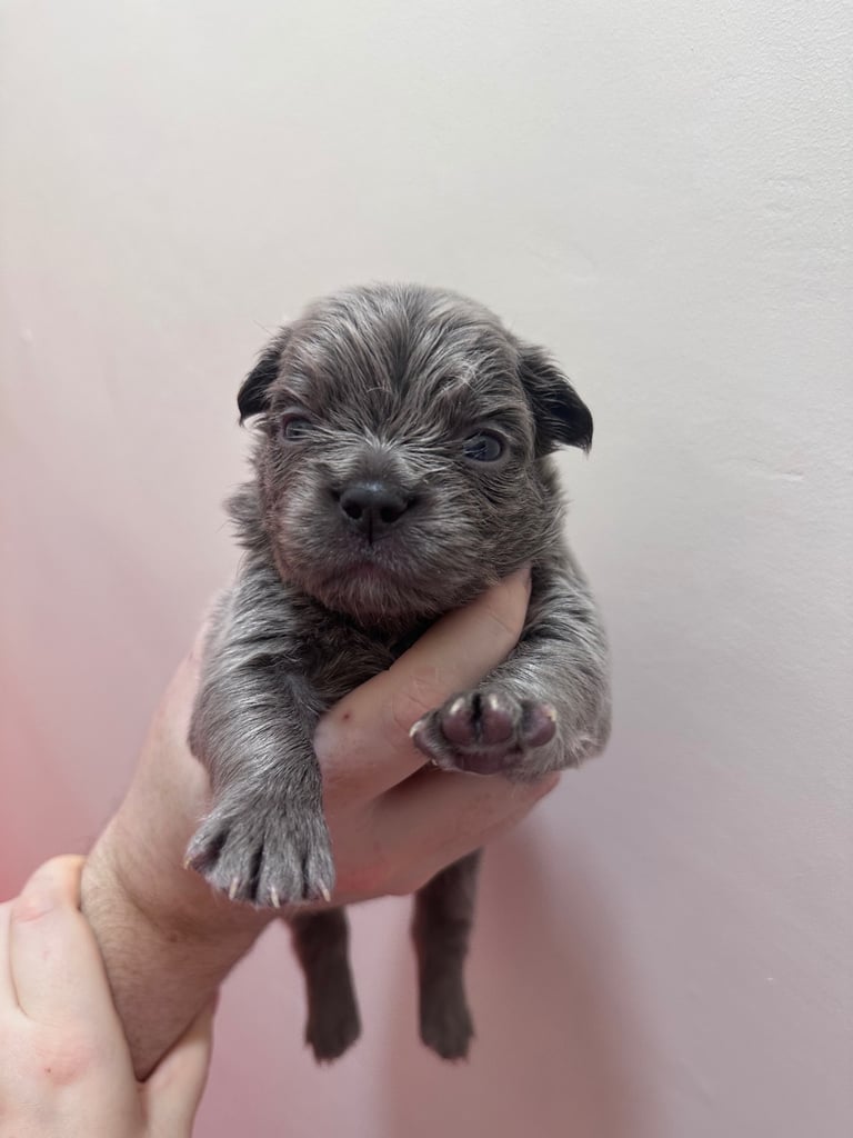 image for Fluffy frenchie puppies