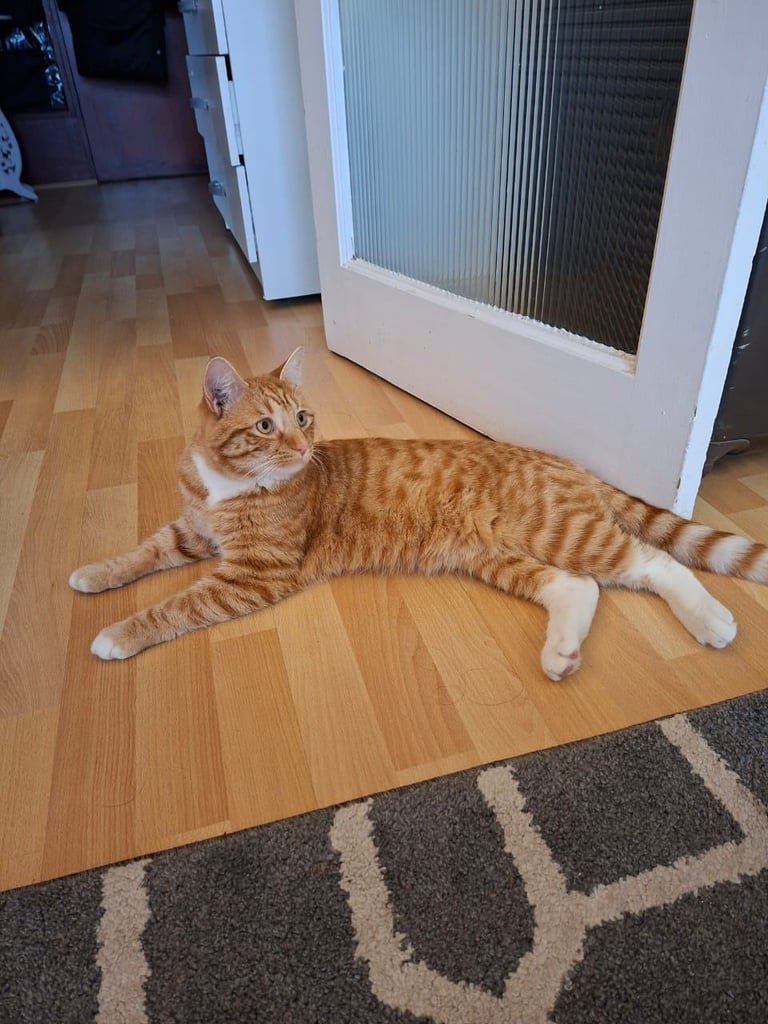 British shorthair Ginger Cat