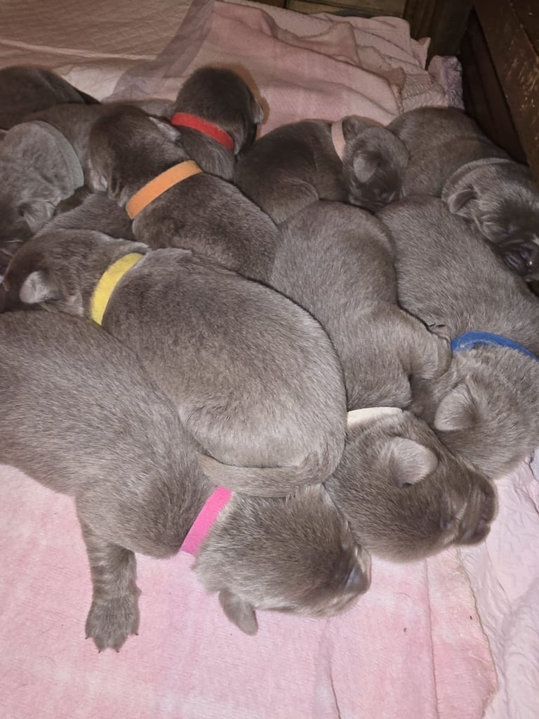 Stunning KC registered Extensively Health Tested Silver Labrador Puppies