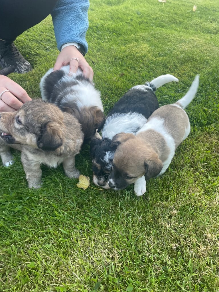 Puppies