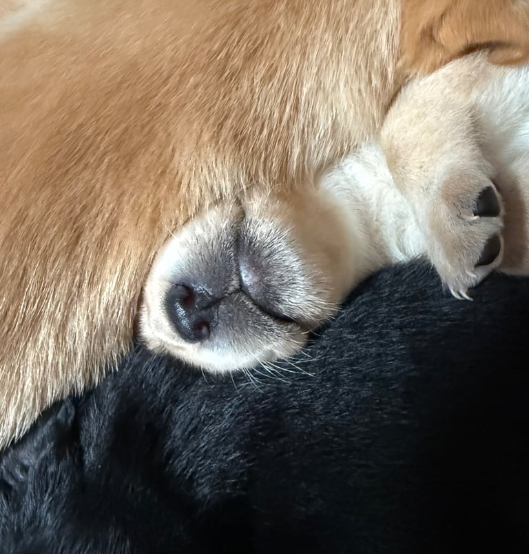Labrador Pups - 7 Left! 