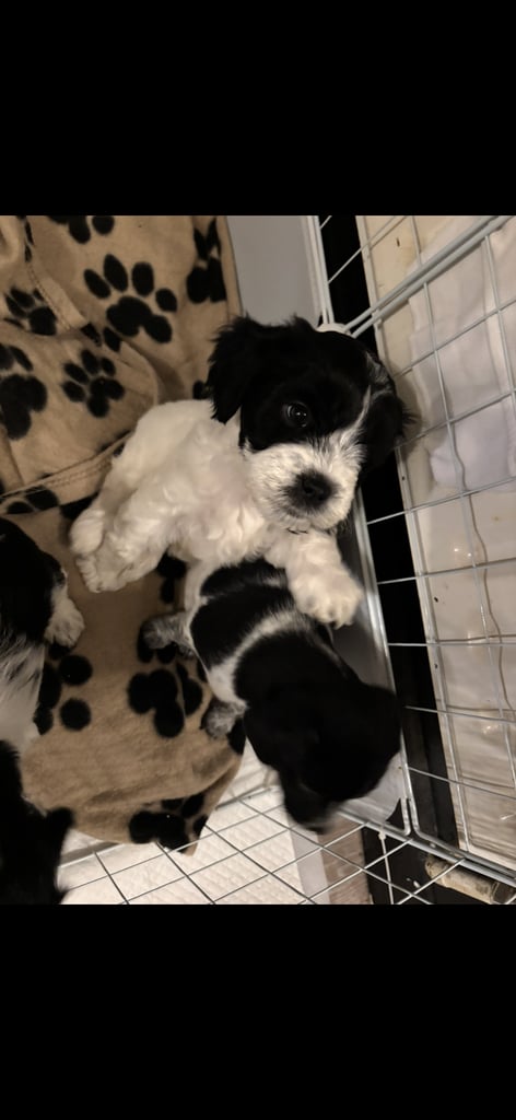 Mixed breed puppies