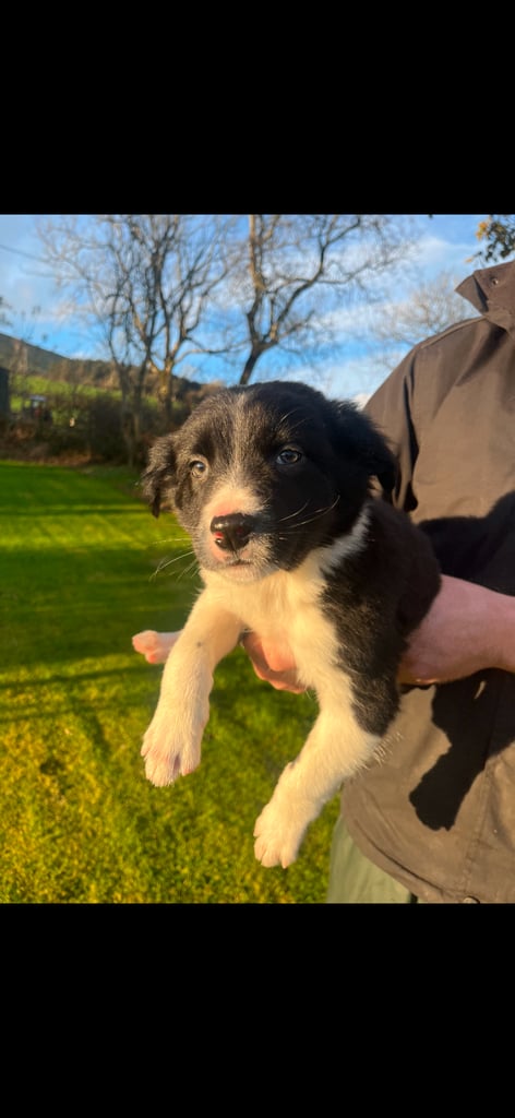Collie pup 