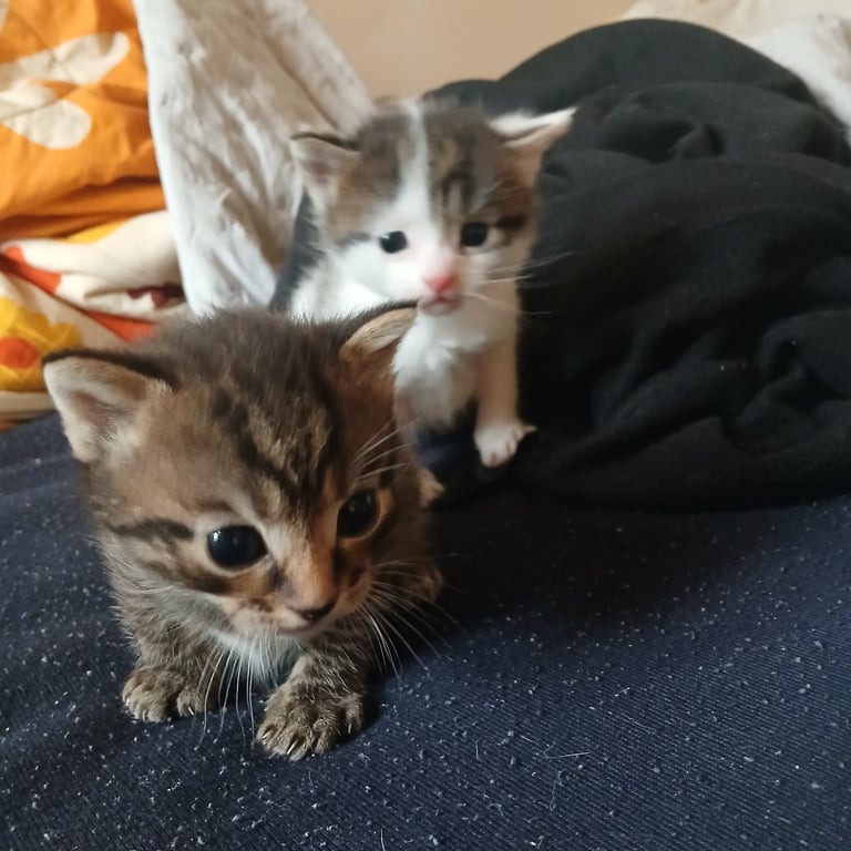 image for tabby cats kittens