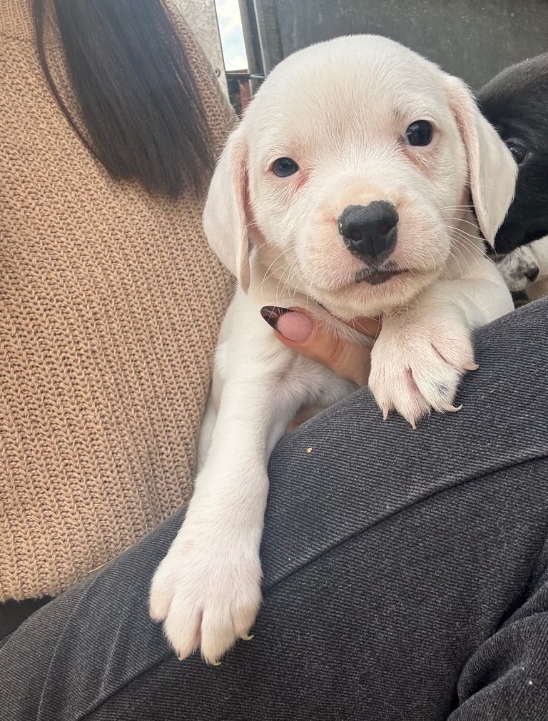 Adorable Cocker Jack Puppies