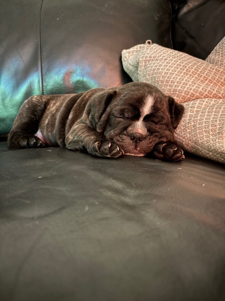 Frenchie x staffy boy Ready to go! 