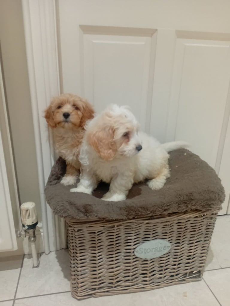 Cavachon