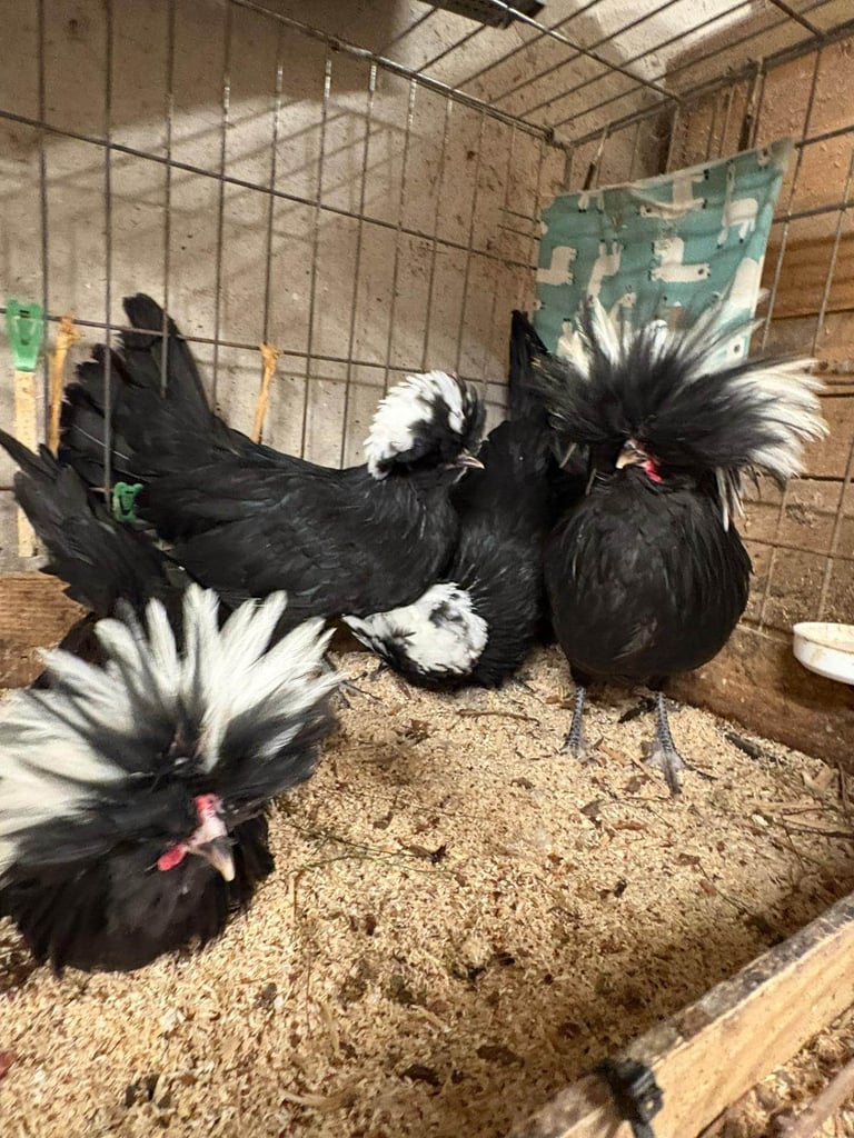 Hens for sale - Isa browns - coloured pullets - Old English Game bantams Coops poultry chickens 