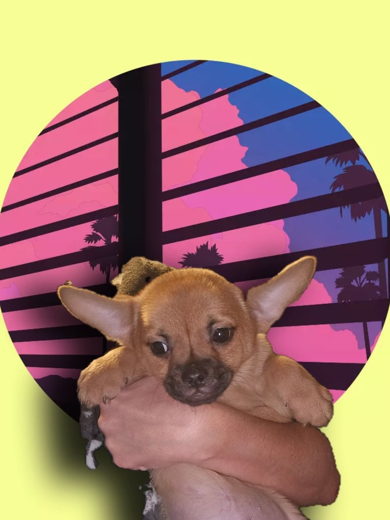 Fluffy Frenchie poms ❤️⭐️