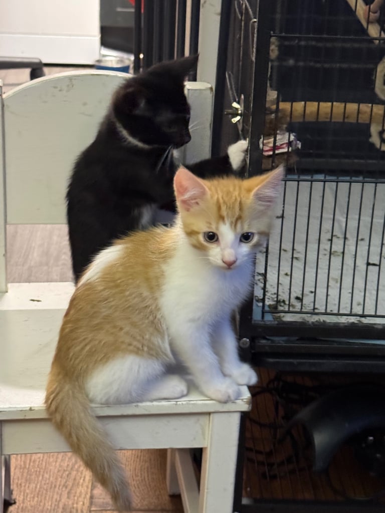 3 beautiful kittens left