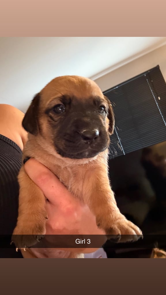 Saluki cross Rottweiler puppies 