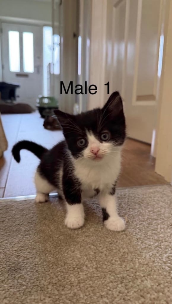 image for Playful Kittens