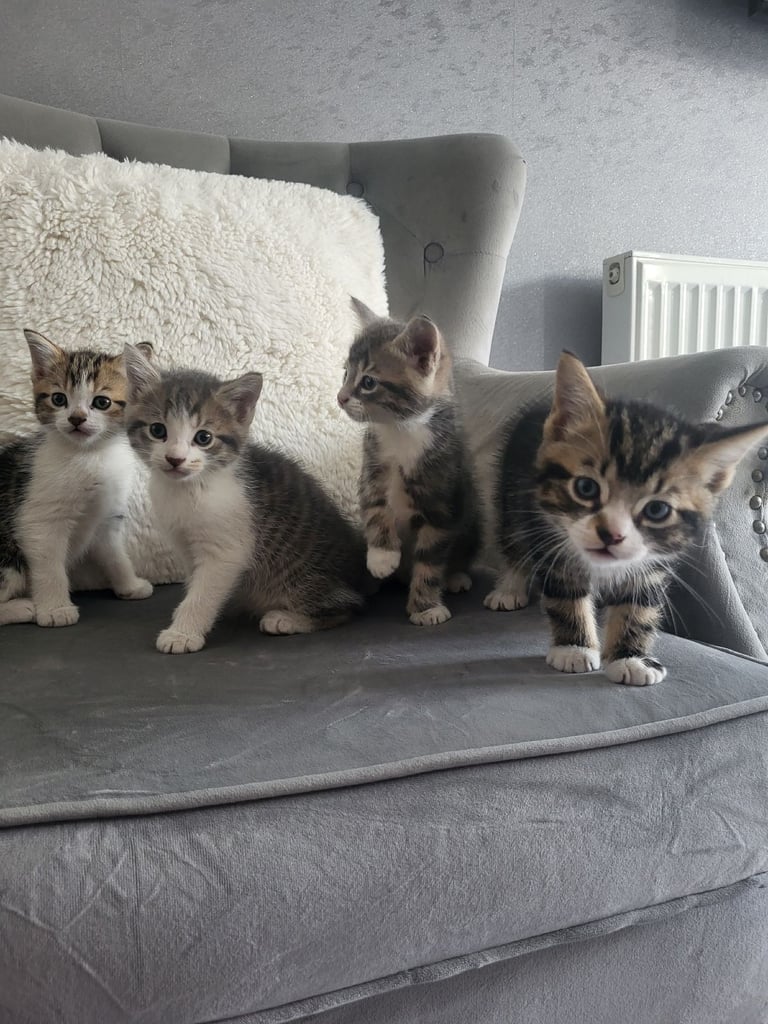 4 Kittens for sale