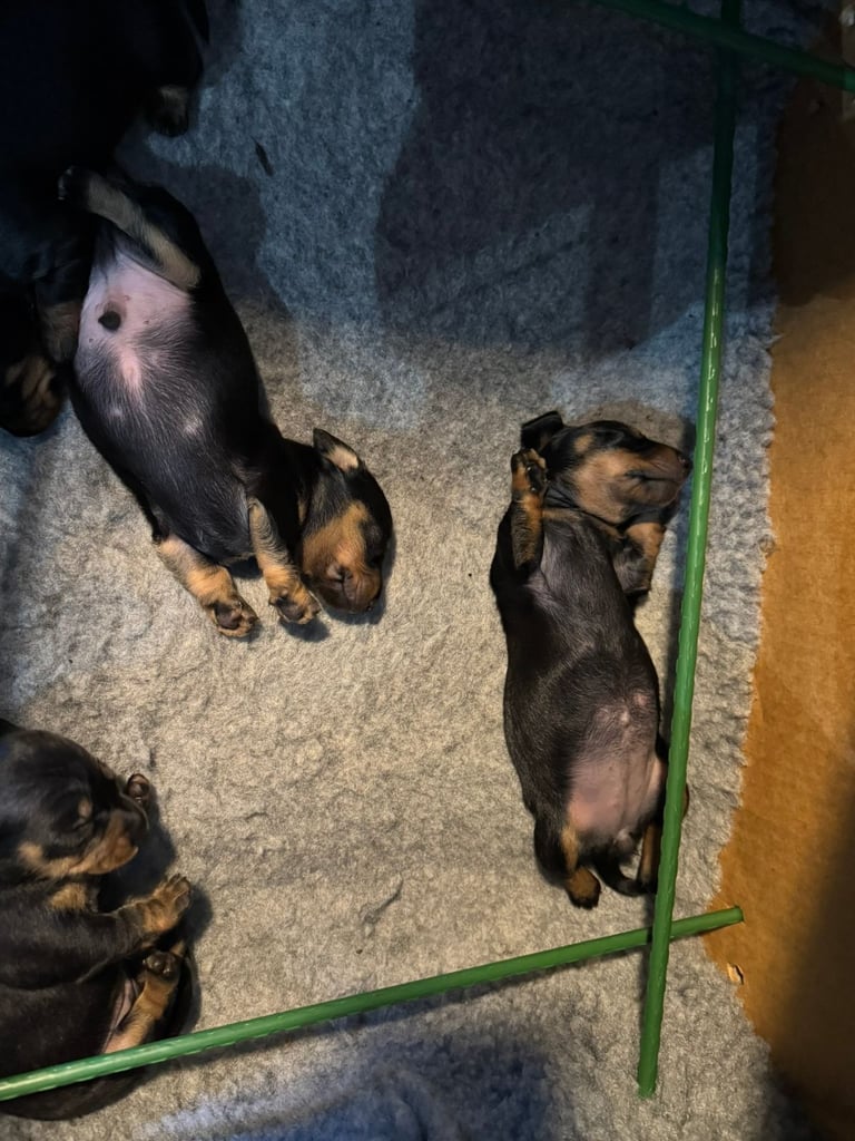 Miniature Dachshund Puppies   **Ready soon**