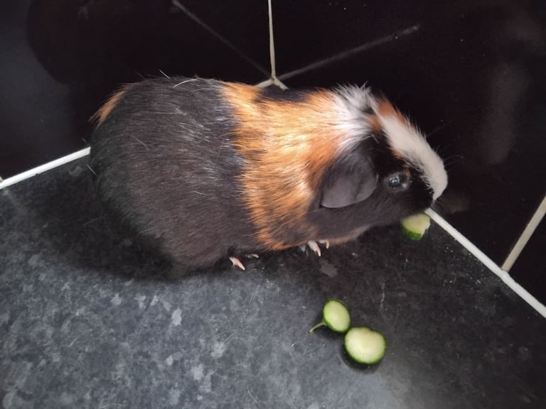 image for Male Guinea Pigs (Neutered) + Free Bag of Guinea Pig Bedding