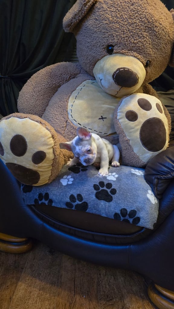 FOREVER HOME NEEDED......FRENCH BULLDOG BIGROPE PUPPY'S  