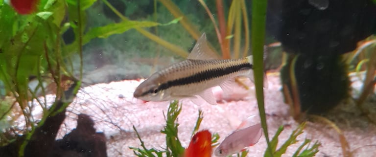 Tropical fish for sale 