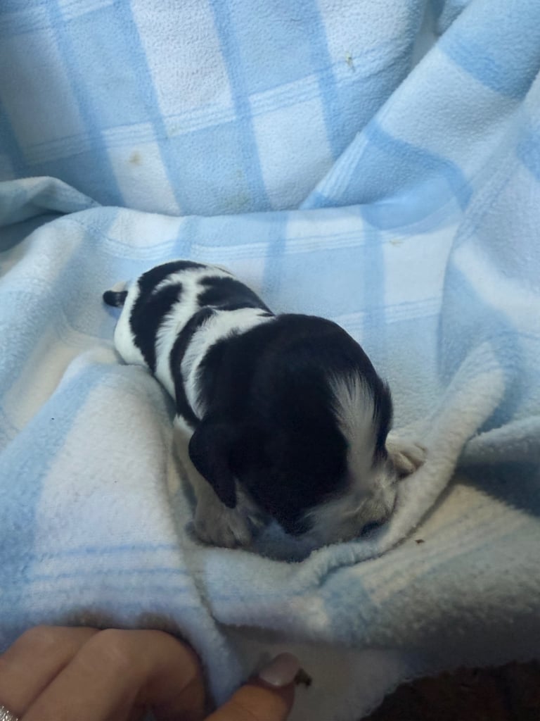 Pure cocker puppies 1 bitch left and 2 dogs left