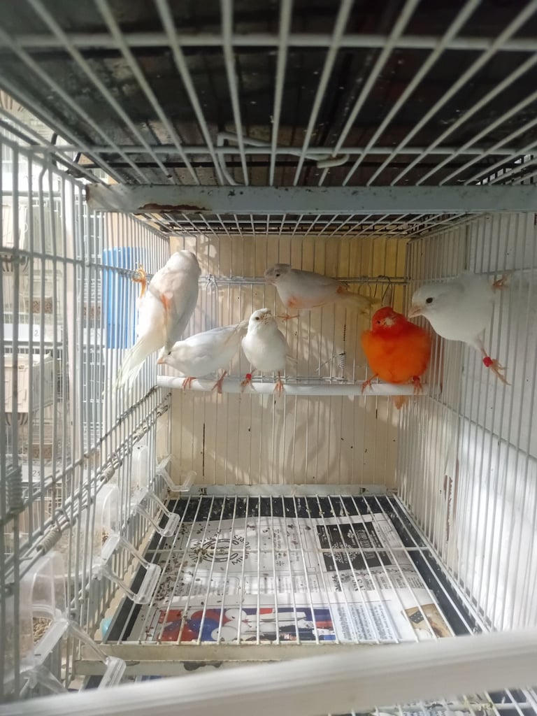 Canary 