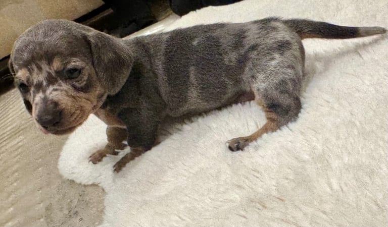 Miniature dachshund puppies