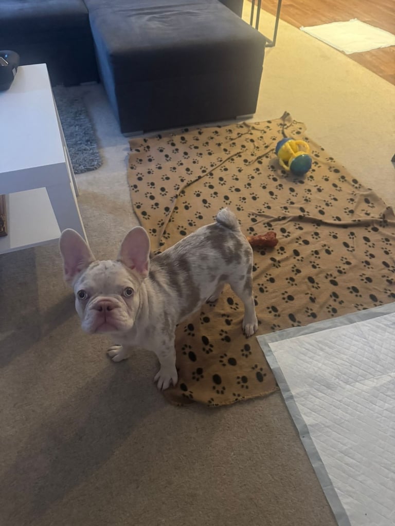 Merle Frenchie