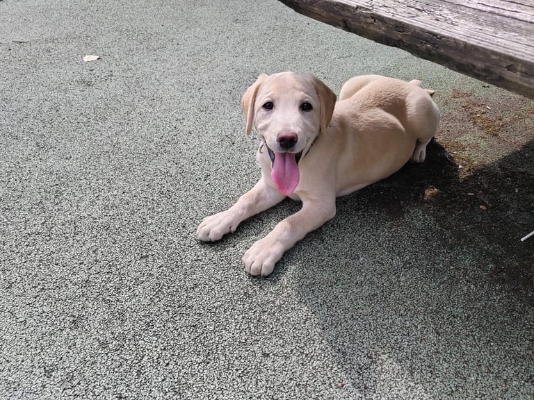 Beautiful Labrador puppy 🐶 