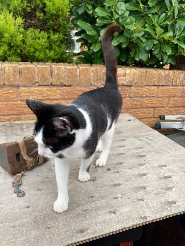 Kittens for sale 