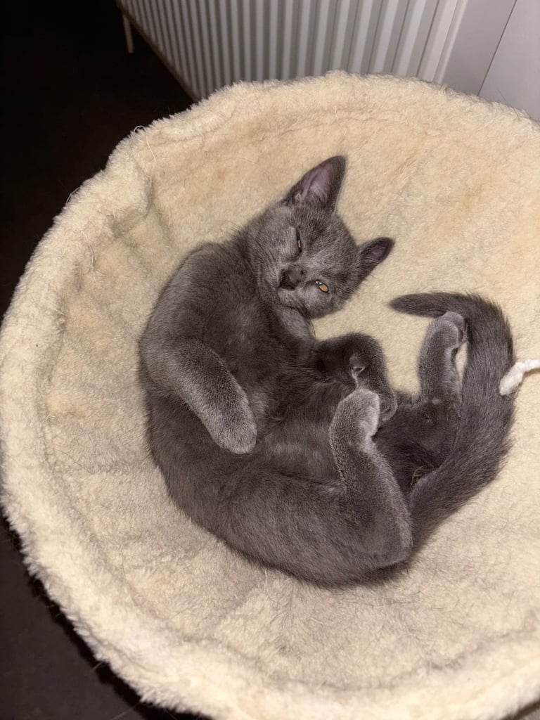 image for British shorthair and Domestic shorthair  