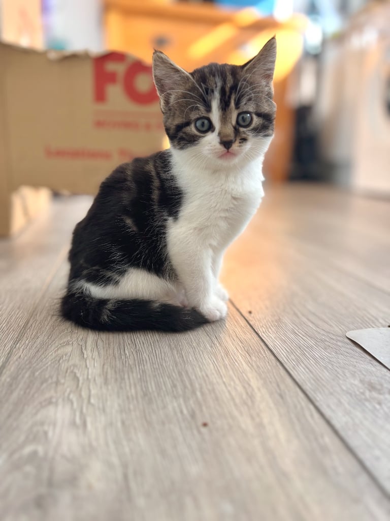 ✨Siberian Cross Kittens – 2 Boys – Hypoallergenic  £350. Ask about delivery