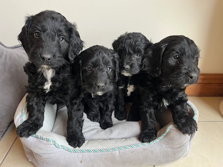 Cockapoo Puppies F1