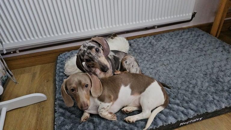 2 miniature dachshunds 