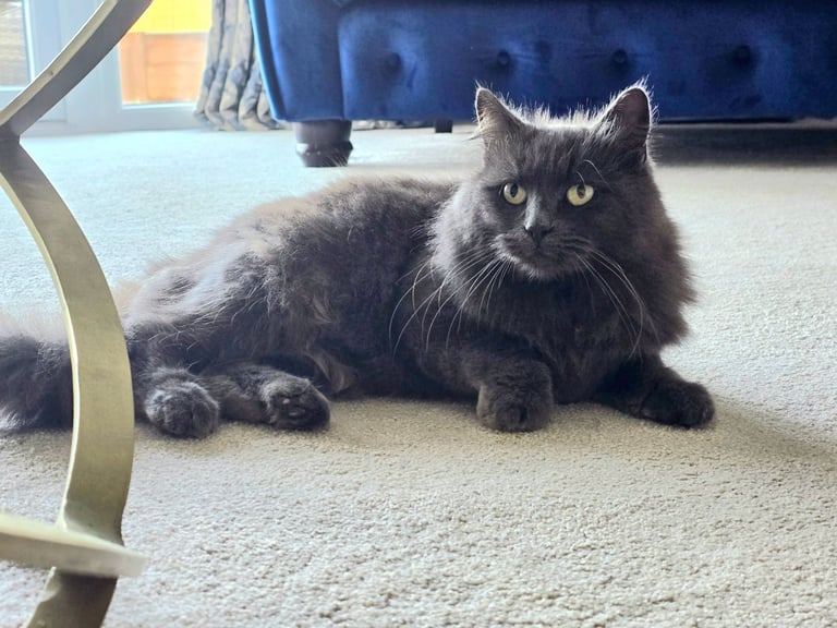 Beautiful Longhaired Female Cat