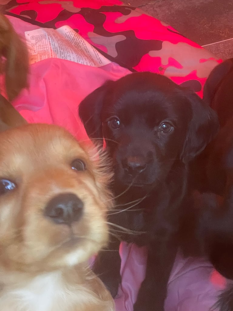 Beautiful cockerdour puppies 