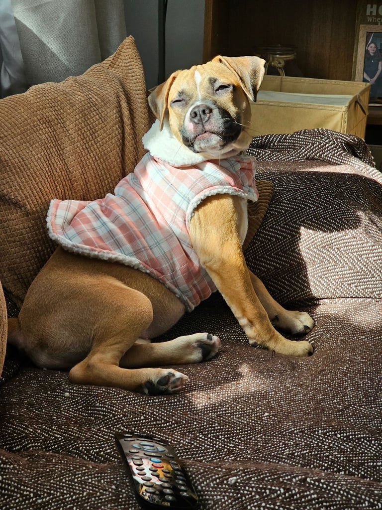 Beautiful 4 month old pup & accessories 