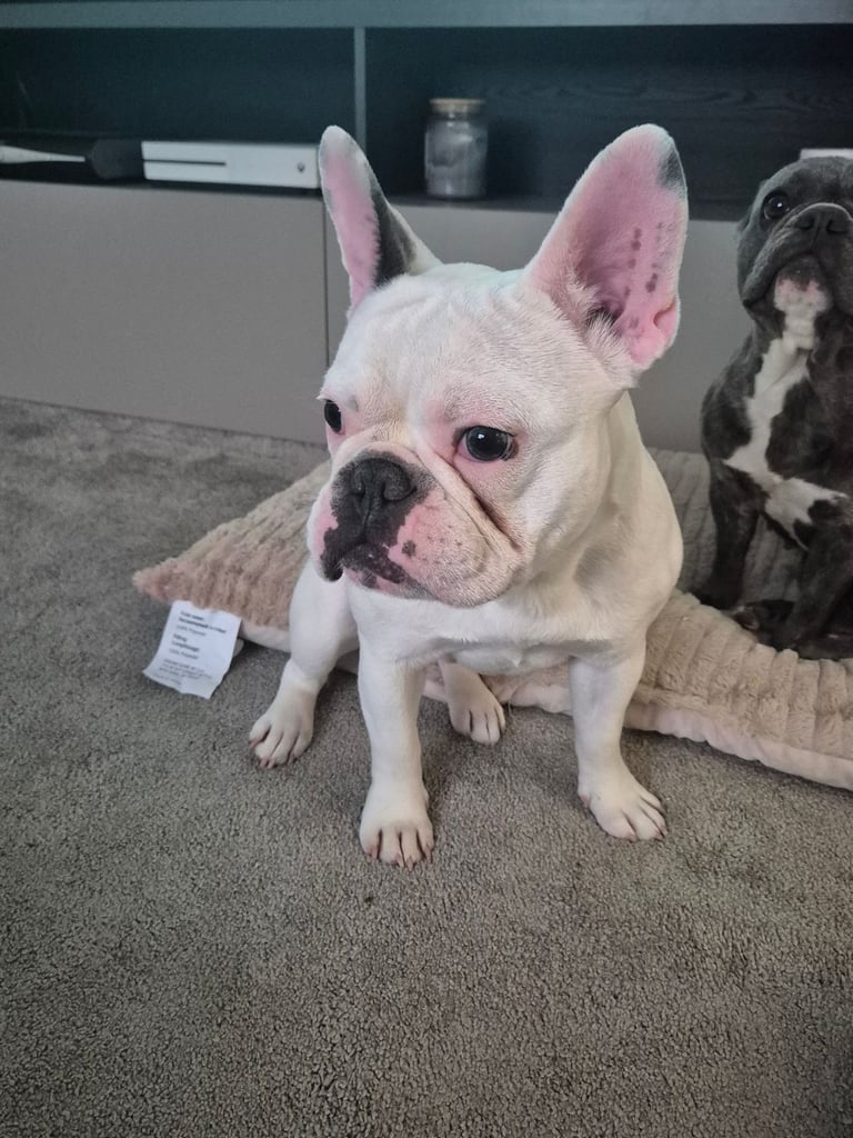 Male white french bulldog 