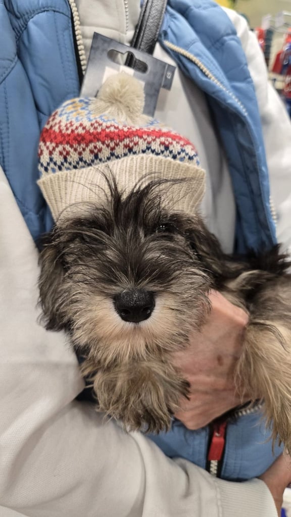 Adorable Miniature Schnauzer Puppies for Sale 